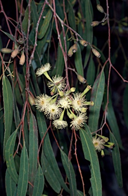 APII jpeg image of Eucalyptus ochrophloia  © contact APII