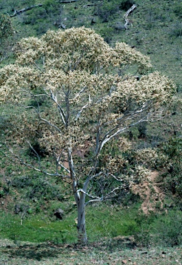 APII jpeg image of Eucalyptus pauciflora  © contact APII