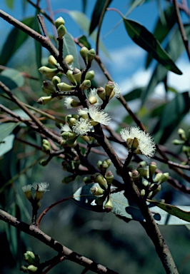 APII jpeg image of Eucalyptus petraea  © contact APII