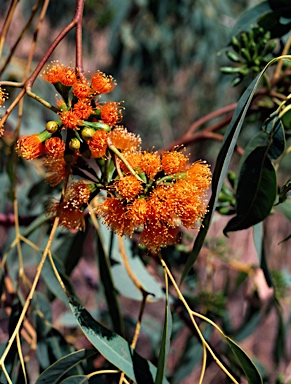 APII jpeg image of Eucalyptus phoenicea  © contact APII