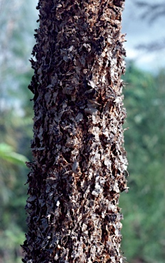 APII jpeg image of Eucalyptus phoenicea  © contact APII