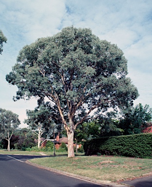 APII jpeg image of Eucalyptus polyanthemos  © contact APII