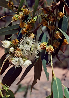 APII jpeg image of Eucalyptus pterocarpa  © contact APII