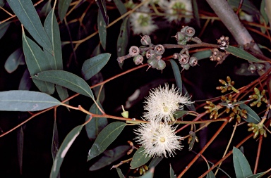 APII jpeg image of Eucalyptus pumila  © contact APII