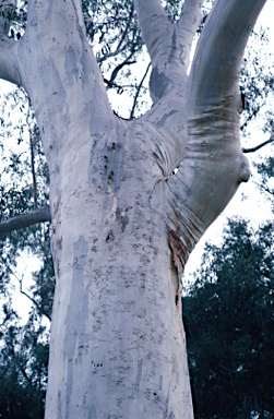 APII jpeg image of Eucalyptus rossii  © contact APII