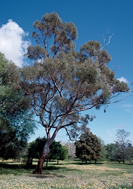 APII jpeg image of Eucalyptus sargentii  © contact APII