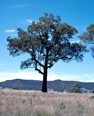 APII jpeg image of Eucalyptus sideroxylon  © contact APII