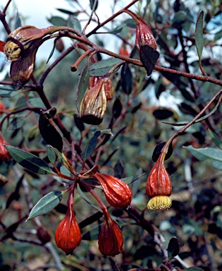 APII jpeg image of Eucalyptus stoatei  © contact APII