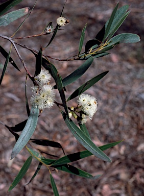 APII jpeg image of Eucalyptus stricta  © contact APII