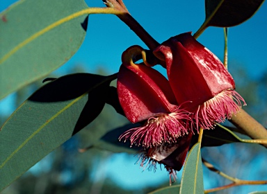 APII jpeg image of Eucalyptus tetraptera  © contact APII