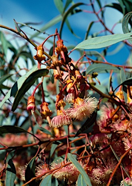 APII jpeg image of Eucalyptus torquata  © contact APII