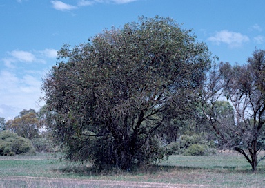 APII jpeg image of Eucalyptus utilis  © contact APII