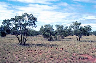 APII jpeg image of Eucalyptus normantonensis  © contact APII