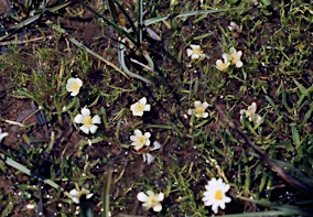 APII jpeg image of Ranunculus millanii  © contact APII