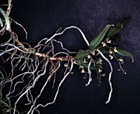 APII jpeg image of Plectorrhiza tridentata  © contact APII