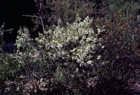 APII jpeg image of Philotheca epilosa subsp.  © contact APII