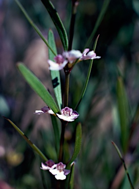 APII jpeg image of Hemigenia cuneifolia  © contact APII