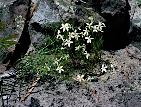 APII jpeg image of Diaspasis filifolia  © contact APII