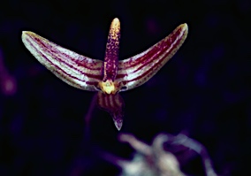 APII jpeg image of Bulbophyllum johnsonii  © contact APII