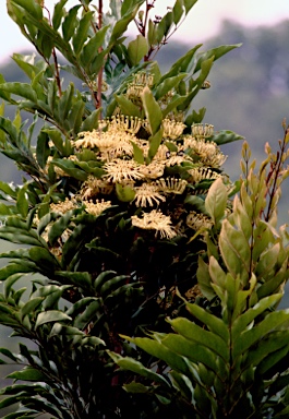 APII jpeg image of Stenocarpus cryptocarpus  © contact APII