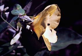 APII jpeg image of Hibiscus tiliaceus  © contact APII