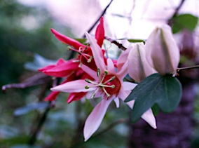 APII jpeg image of Passiflora aurantia  © contact APII