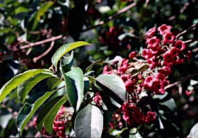 APII jpeg image of Clerodendrum tomentosum  © contact APII