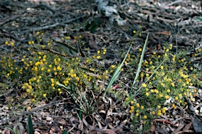 APII jpeg image of Acacia brownii  © contact APII