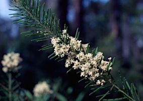 APII jpeg image of Acacia linifolia  © contact APII