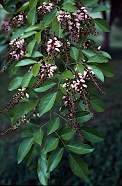 APII jpeg image of Millettia pinnata  © contact APII