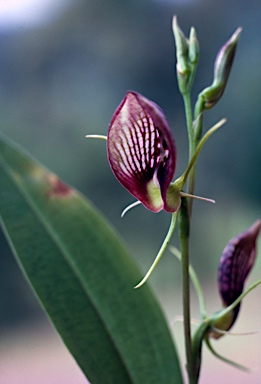 APII jpeg image of Cryptostylis erecta  © contact APII