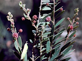 APII jpeg image of Acacia purpureopetala  © contact APII