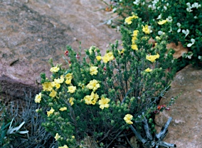 APII jpeg image of Hibbertia glebosa  © contact APII