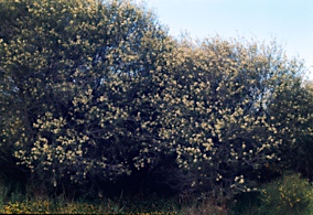 APII jpeg image of Hakea tephrosperma  © contact APII