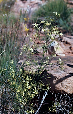 APII jpeg image of Anthocercis angustifolia  © contact APII