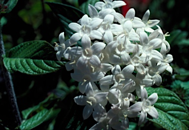 APII jpeg image of Pentas lanceolata  © contact APII