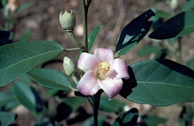 APII jpeg image of Lagunaria patersonia  © contact APII