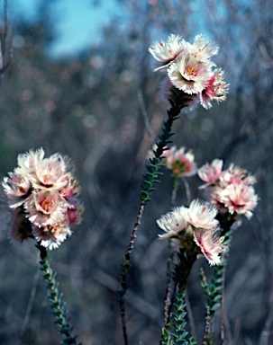 APII jpeg image of Verticordia ovalifolia  © contact APII