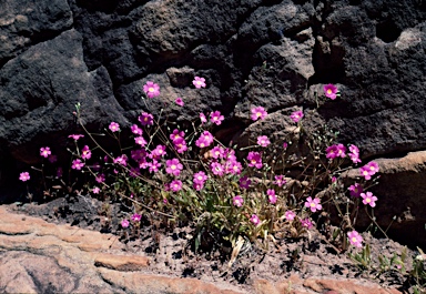 APII jpeg image of Calandrinia remota  © contact APII