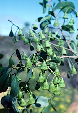 APII jpeg image of Codonocarpus cotinifolius  © contact APII