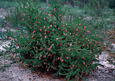 APII jpeg image of Darwinia oxylepis  © contact APII