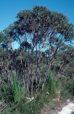 APII jpeg image of Eucalyptus approximans  © contact APII