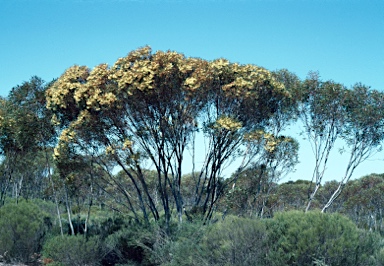 APII jpeg image of Eucalyptus eremophila  © contact APII
