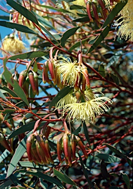 APII jpeg image of Eucalyptus eremophila  © contact APII