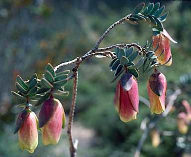 APII jpeg image of Pimelea physodes  © contact APII