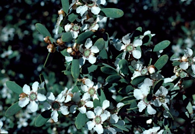 APII jpeg image of Leptospermum laevigatum  © contact APII