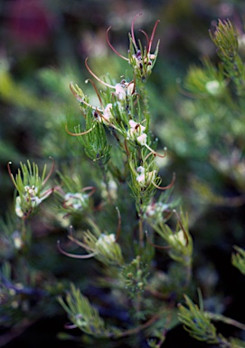 APII jpeg image of Adenanthos apiculatus  © contact APII