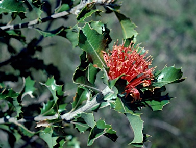 APII jpeg image of Banksia ilicifolia  © contact APII