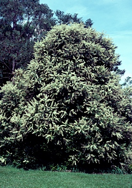 APII jpeg image of Buckinghamia celsissima  © contact APII