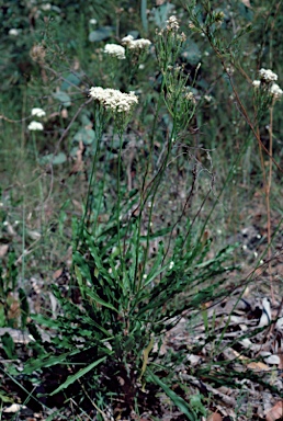 APII jpeg image of Conospermum longifolium subsp. longifolium  © contact APII